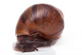 Achatina achatina achatina Nigeria typ 2 juvenil